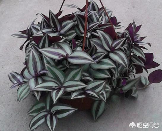 花卉图片大全吊竹梅:怎样种植吊竹梅，让它长得很茂盛？