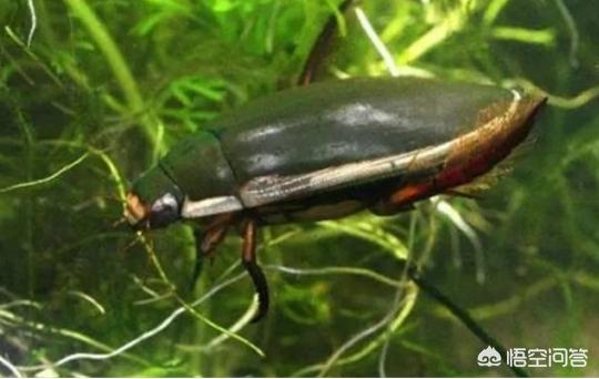 农村水塘里叫“水蟑螂”的虫子，擅长潜水也能飞，到底是益虫还是害虫呢？
