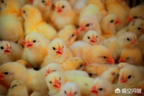 病弱反派饲养指南:病弱猪如何饲养管理才能提高效益？