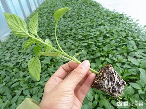 头条问答 - 辣椒在育苗的时候出现徒长苗和小老苗是什么原因?