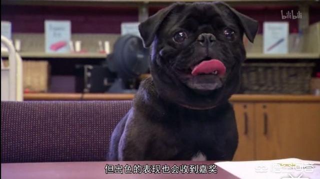 沉默的斗牛犬博客:中文互联网的产出在渐渐枯萎吗？