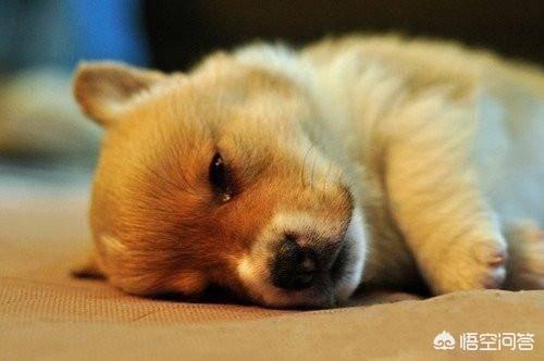 犬传染性气管支气管炎的临床表现:狗狗天冷以后总是咳嗽，怎么办？
