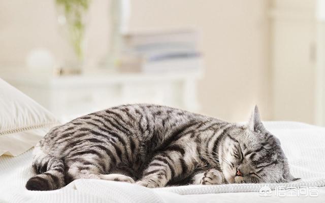 家里没有阳台养猫好吗:猫是散养好，还是养在屋里好？ 家里有阳台能养猫吗