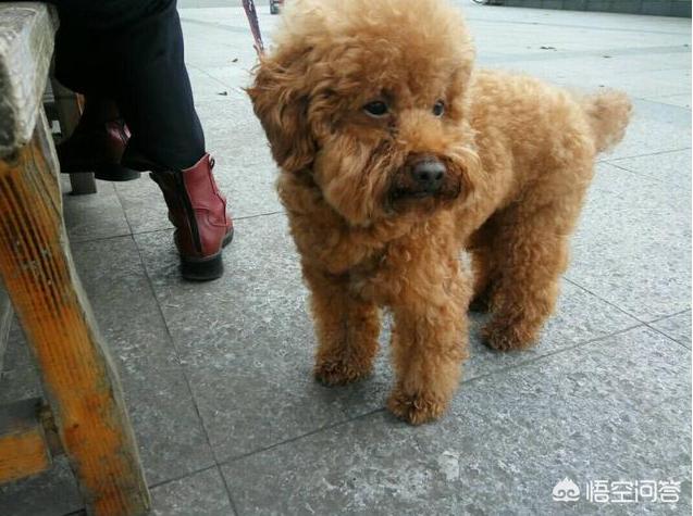 贵宾犬论坛最新在线观看:贵宾犬最喜欢对着主人做什么样的事？