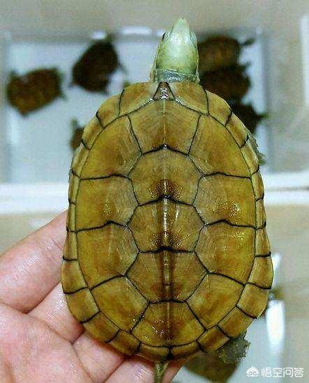 中国陆龟种类:中国陆龟种类图片 除了巴西龟，还有什么龟种可以养？
