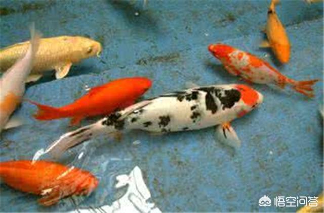 锦鲤鱼:锦鲤鱼怎样分公母？饲养时，该注意些什么？