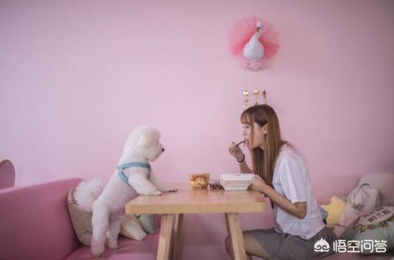 可爱的比熊犬图片:你选择饲养比熊犬的理由是什么？