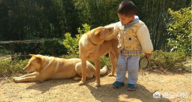 买什么狗好养活:什么狗狗适合看家又好养？