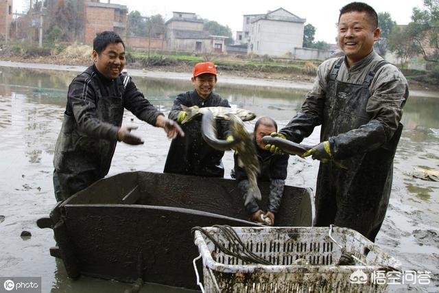 桂花鱼的生活习性:饲养鳜鱼池出现浑水是什么原因？