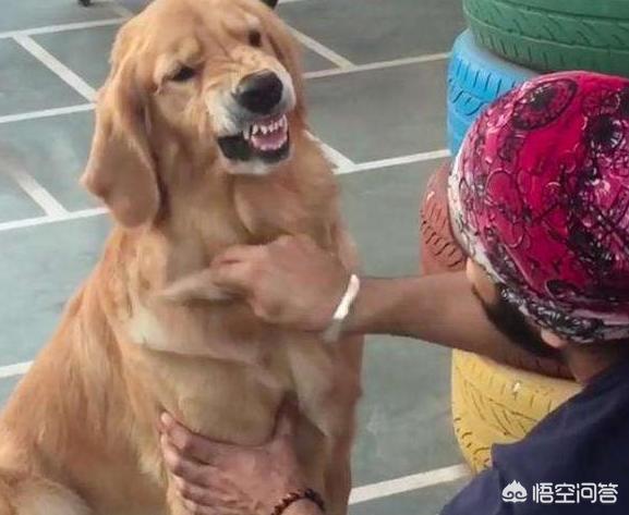 泉州市金毛犬吧:金毛犬的什么地方比较讨人喜欢？