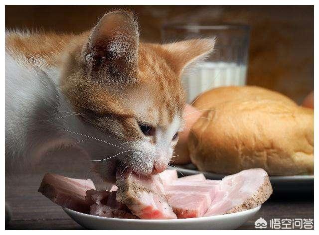 猫咪不乖19楼:我家的猫晚上不肯乖乖的待猫窝里睡觉，喜欢到处乱窜怎么办？