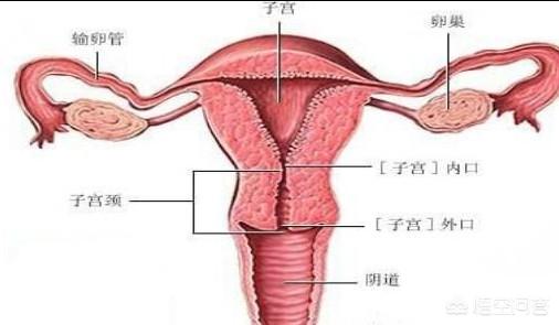 头条问答 - 宫颈口太小会影响受孕吗?(60个回答)