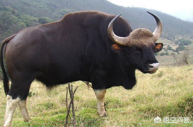 白肢野牛平均体重，白肢野牛和非洲野牛哪个战斗力更强、牛角更有杀伤力