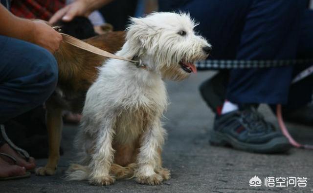 可爱的比熊犬图片:哪些类型的比熊犬不值得购买？