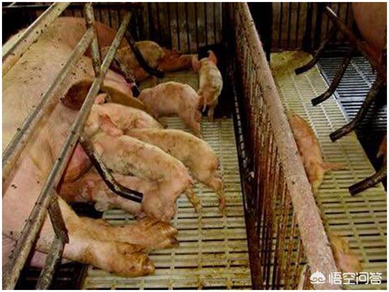 哺乳期拉肚子带血怎么回事:三个多月牛犊拉稀带血怎么回事？
