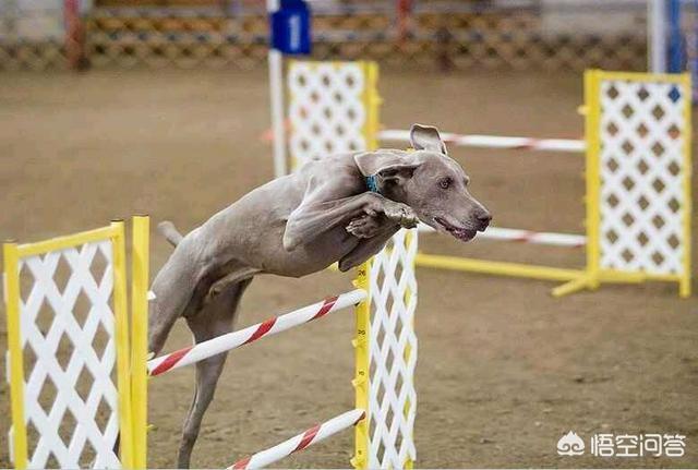 魏玛犬与维兹拉犬的比较:假设一个人养了五只猎犬，如果一只攻击主人，其他四只会如何？