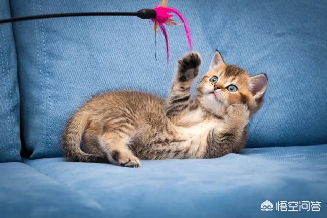 曼克斯猫微信公众号:怎么才能让猫和自己亲近点？