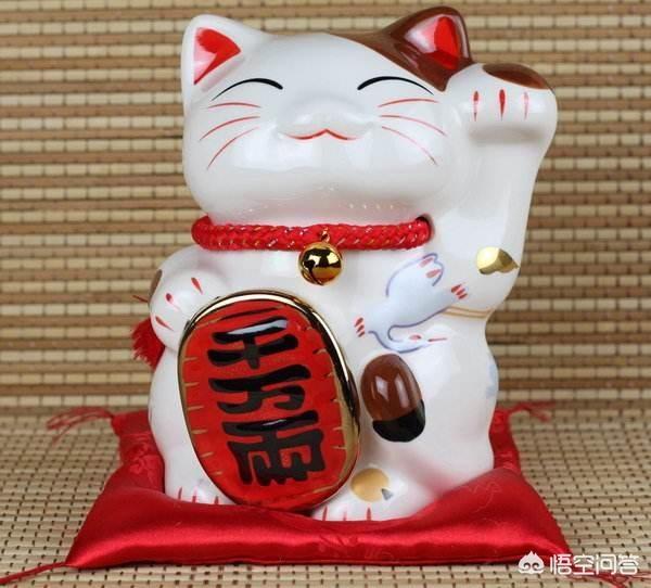 四川简州猫是招财猫吗:家里总是跑进来野猫，该怎么办？