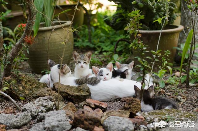 母猫会养小猫吗:为什么母猫会把小猫叼到主人面前？