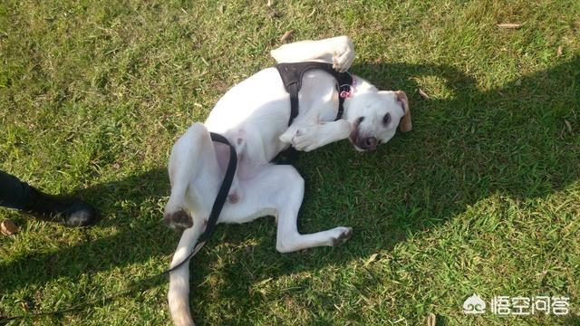 缉毒犬拉布拉多图片:拉布拉多犬是万能犬，为什么很多人想养却不敢养？