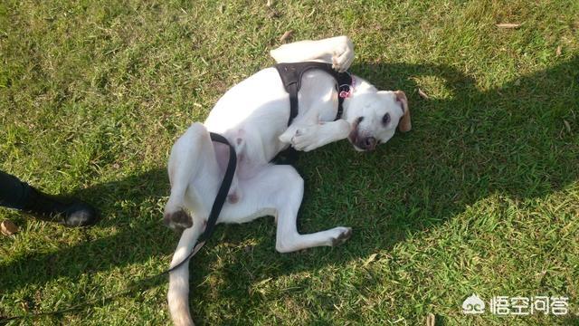 万能犬:万能犬有哪些 拉布拉多犬是万能犬，为什么很多人想养却不敢养？