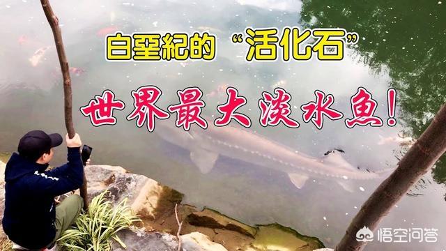 熊猫鱼直播间:渔民捕获