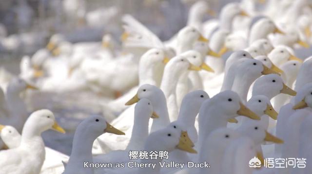 海蓝兽:海蓝兽多少钱一只 历史上有哪些颜值逆天的文物？