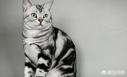猫咪品种大全及图片鲜罗猫:新手养猫暹罗猫英短和美短哪种猫更适合呢？