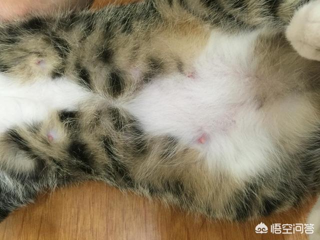 狮子猫怀孕几个月生产:猫咪怀孕涨奶什么时候生？