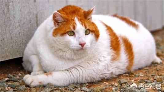 减肥猫技能表:猫咪会不会意识到自己很胖需要减肥呢？
