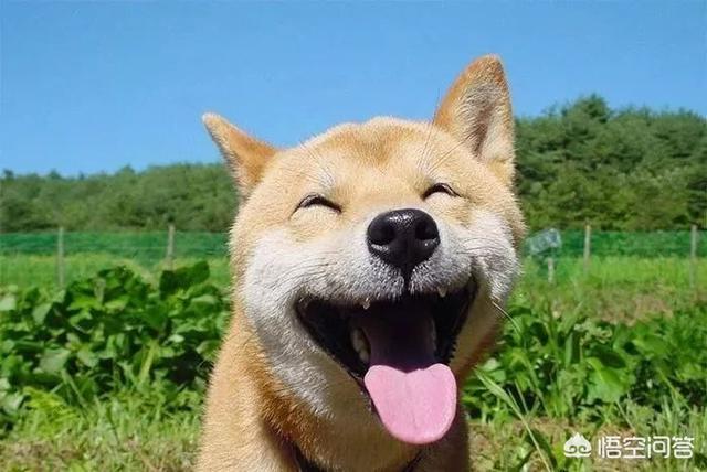 狗和狼的DNA一样吗？插图2