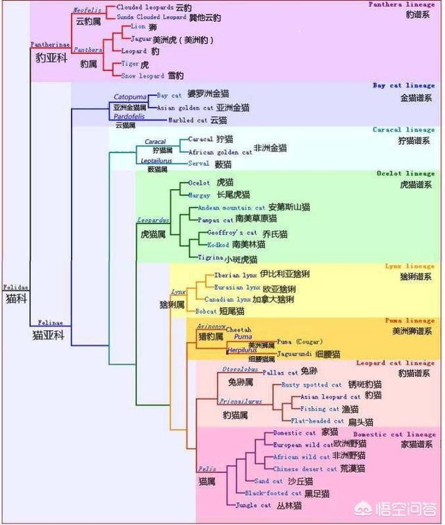 猞猁与人交尾:猫和老虎到底有什么渊源？