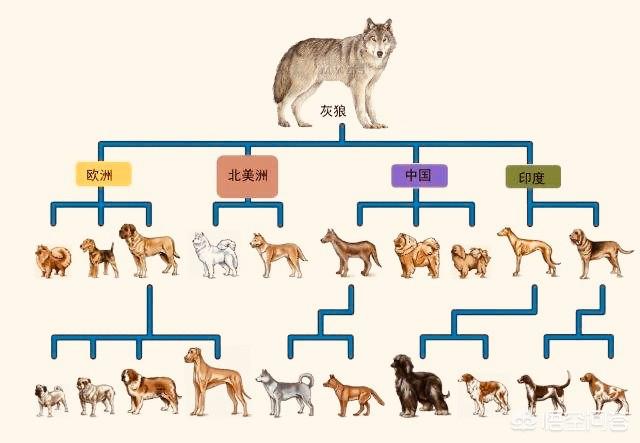 挪亚后代在地上分布图图片