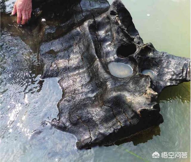 百年乌木价格:“乌木”到底是何物？它是怎样形成的？为何总能卖出天价？