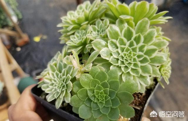 多肉植物翡翠景天小苗:翡翠景天多肉繁殖方法视频 多肉法师翡翠冰好养吗？需要什么样的介质？容易度夏吗？