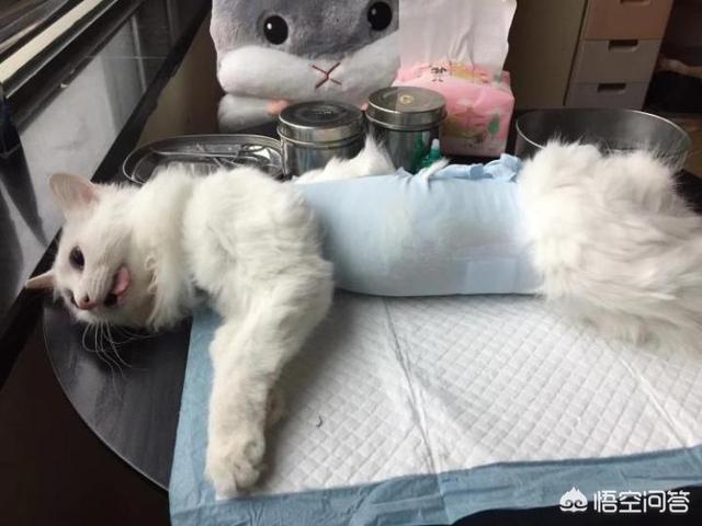 绝育:宠物狗该不该做绝育手术？