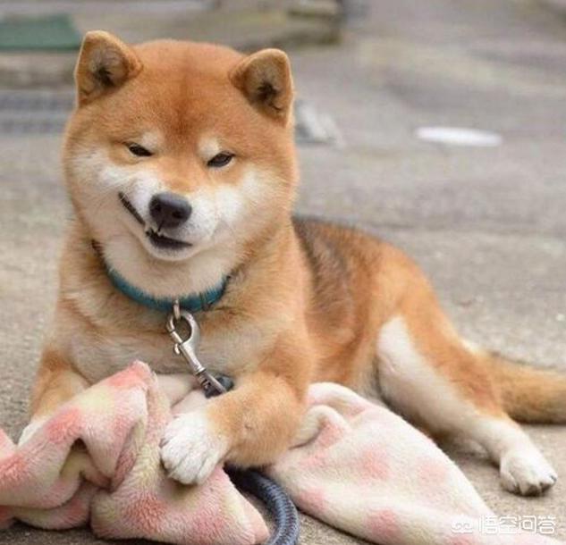 狗狗101柴犬训练:柴犬性格这么固执，应该怎么去训练比较好？
