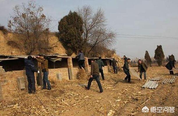 湖北红腹锦鸡养殖基地:在农用地上搭建养殖棚，属于违法建筑吗？该怎么处理？