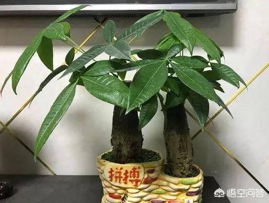 一叶兰能用淘米水浇吗:淘米水可以浇花吗？效果如何？
