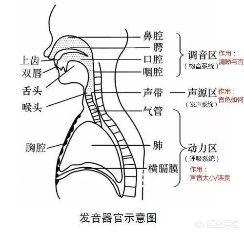 语言发育迟缓:语言发育迟缓能自愈吗 造成宝宝语言发育迟缓的原因有哪些？