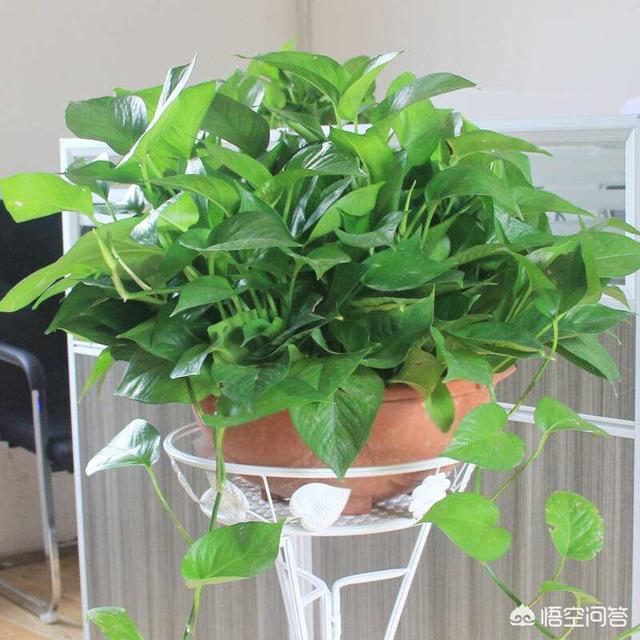 家里养绿萝吉利不吉利,在家里养绿萝，需要注意什么？