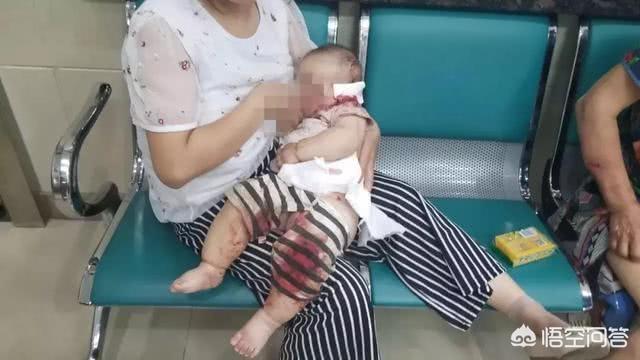 洛阳罗威纳犬价格:违规饲养烈性犬，洛阳一居民被罚1000元, 你怎么看？