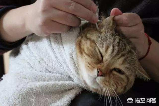 人感染了猫疥螨怎么办:上万只螨虫天天在脸上打洞，该如何去除？
