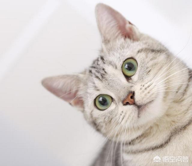 猫发情怎么办:宠物猫发情了的症状有那些，该怎么办？