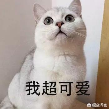 四川简州猫四耳图片:猫咪是很有治愈系的动物，你喜欢哪种？ 四川简州猫值钱吗