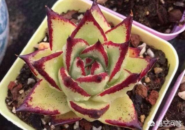 乌木怎么鉴别之四大经验共享:黄皮乌木怎样区分，是乌木出的状态还是就是这样的品种？