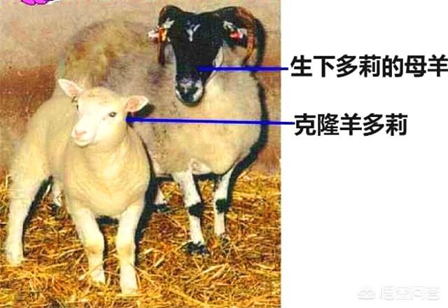 夫妇克隆去世犬:克隆成功的“多莉”是怎么死的？