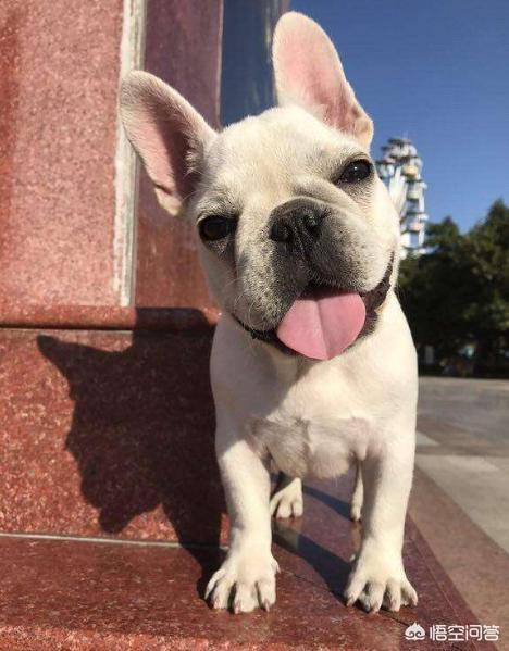 法国斗牛犬吧:为什么说养法国斗牛犬要有一定的“实力”呢？
