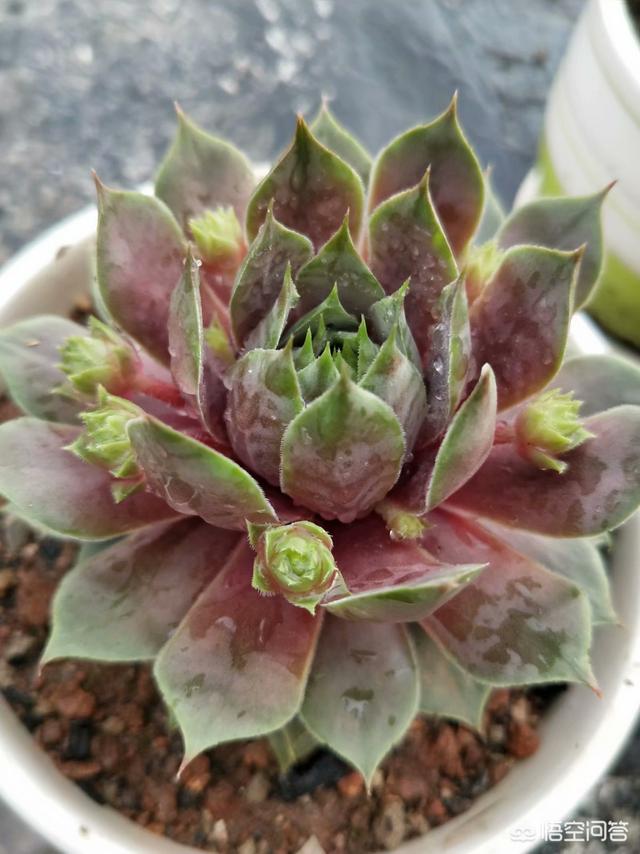 多肉植物肉锥花属安珍:九月的秋，多肉已经开始上色啦，您还准备出坑吗？