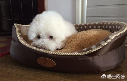 比熊图片:比熊着凉后会有什么反应？会不会感冒？ 比熊图片 幼犬